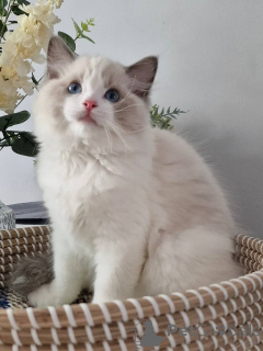 Foto №2 zu Ankündigung № 164799 zu verkaufen ragdoll-katze - einkaufen Deutschland quotient 	ankündigung, züchter