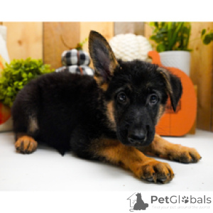 Foto №3. Hecht Deutscher Schäferhund, Rüde, 10 Wochen alt, bereit nach Hause zu gehen. USA