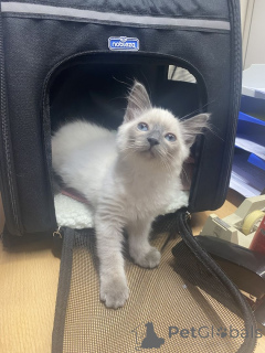 Foto №1. neva maskerade - zum Verkauf in der Stadt Ludwigsfelda | 350€ | Ankündigung № 148358