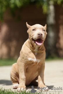 Foto №2 zu Ankündigung № 105769 zu verkaufen american bully - einkaufen Serbien züchter