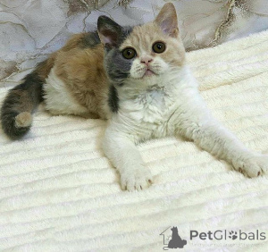 Foto №1. selkirk rex shorthair - zum Verkauf in der Stadt Innsbruck | 350€ | Ankündigung № 171178