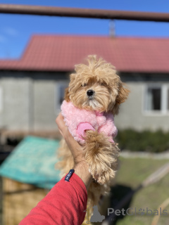 Foto №1. maltipu - zum Verkauf in der Stadt Krivoy Rog | 775€ | Ankündigung № 166530