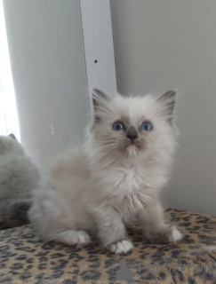 Foto №3. Wunderschöne GCCF Ragdoll-Kätzchen.. Deutschland