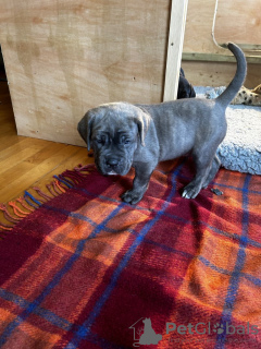 Foto №1. cane corso italiano - zum Verkauf in der Stadt Амстердам | 600€ | Ankündigung № 87920