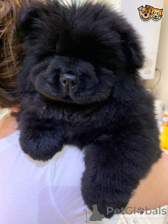 Foto №2 zu Ankündigung № 159424 zu verkaufen chow-chow - einkaufen Belgien 