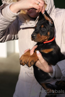 Foto №2 zu Ankündigung № 91297 zu verkaufen dobermann - einkaufen Serbien züchter