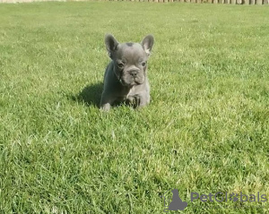 Foto №4. Ich werde verkaufen französische bulldogge in der Stadt Senta. züchter - preis - verhandelt