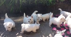 Foto №1. west highland white terrier - zum Verkauf in der Stadt Neumünster | 350€ | Ankündigung № 171447