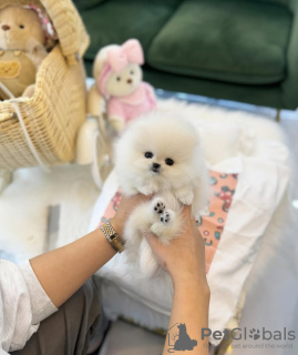 Foto №3. Erstaunlicher und schöner pommerianischer Welpe zur Adoption. USA