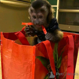 Foto №3. Mono-Kapuziner. Spanien