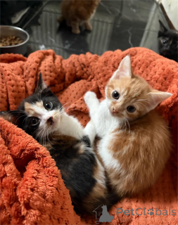 Foto №1.  - zum Verkauf in der Stadt Alain | 350€ | Ankündigung № 151619