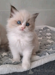 Foto №1. ragdoll-katze - zum Verkauf in der Stadt Heinävessi | Frei | Ankündigung № 176606