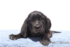 Foto №3. Cora von Spqr Corso. Rumänien