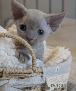 Foto №3. Wunderschöne Devon Rex Kätzchen in Blau und Lila. Deutschland