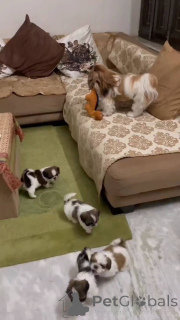 Foto №1. shih tzu - zum Verkauf in der Stadt Touolouse | 350€ | Ankündigung № 160565