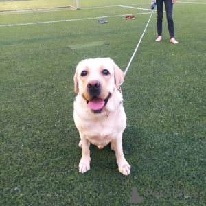 Zusätzliche Fotos: Ich schlage die Paarung eines Labrador-Hundes vor