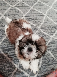 Foto №2 zu Ankündigung № 167390 zu verkaufen lhasa apso, maltipu, pommersche spitz, pudel (toy), shih tzu - einkaufen Estland quotient 	ankündigung, vom kindergarten, aus dem tierheim, züchter