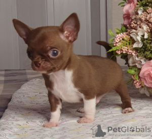 Zusätzliche Fotos: Chihuahua Chocolate Mini Boy