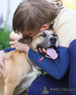 Foto №4. Ich werde verkaufen mischlingshund in der Stadt Москва. quotient 	ankündigung - preis - Frei