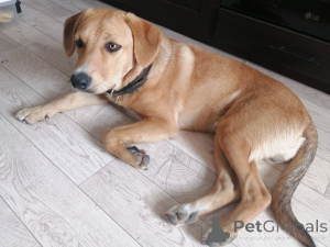 Foto №2 zu Ankündigung № 164578 zu verkaufen mischlingshund - einkaufen Weißrussland quotient 	ankündigung