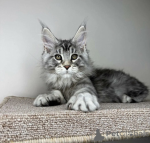 Foto №1. maine-coon-katze - zum Verkauf in der Stadt Baden-Baden | 990€ | Ankündigung № 163713