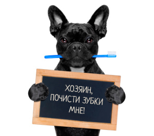 Foto №2. Tierärztliche Dienste in Russische Föderation. Price - 14€. Ankündigung № 5217