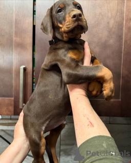 Foto №1. dobermann - zum Verkauf in der Stadt Warschau | verhandelt | Ankündigung № 163828