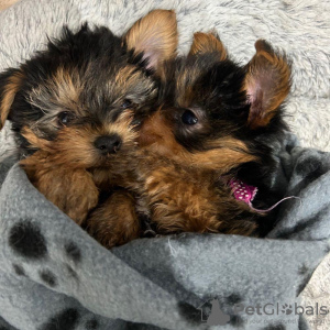 Foto №1. yorkshire terrier - zum Verkauf in der Stadt Rotterdam-Albrandswaard | 480€ | Ankündigung № 116180