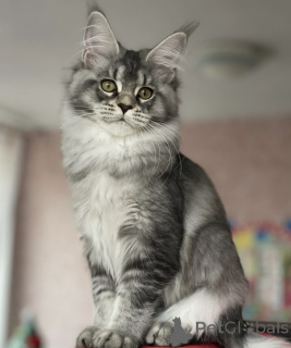 Foto №1. maine-coon-katze - zum Verkauf in der Stadt Baden-Baden | 1€ | Ankündigung № 163175