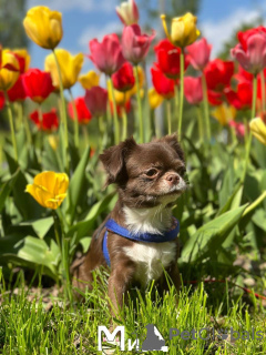 Foto №2 zu Ankündigung № 105210 zu verkaufen chihuahua - einkaufen Deutschland züchter