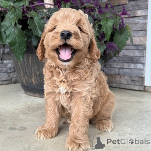 Foto №1. mischlingshund - zum Verkauf in der Stadt Aalborg | 350€ | Ankündigung № 151549