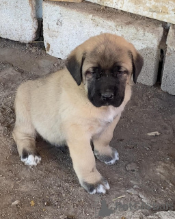 Foto №1. mischlingshund - zum Verkauf in der Stadt Melbourne | verhandelt | Ankündigung № 158698