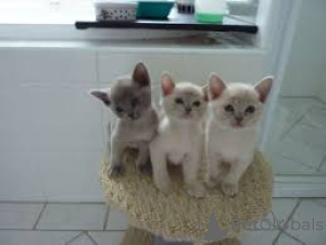 Foto №2 zu Ankündigung № 166328 zu verkaufen burma-katze - einkaufen Finnland quotient 	ankündigung, züchter