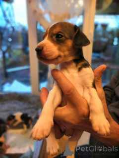 Foto №4. Ich werde verkaufen russischer jagdhund in der Stadt Hamburg. züchter - preis - verhandelt