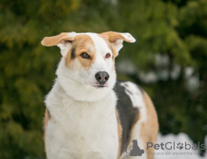 Foto №2 zu Ankündigung № 92977 zu verkaufen mischlingshund - einkaufen Russische Föderation quotient 	ankündigung