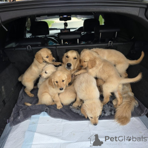 Foto №1. golden retriever - zum Verkauf in der Stadt Holstebro | verhandelt | Ankündigung № 169980
