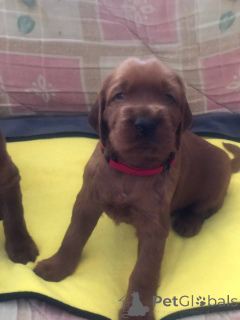 Foto №2 zu Ankündigung № 138669 zu verkaufen irish red setter - einkaufen Ukraine quotient 	ankündigung