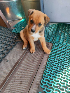 Foto №2 zu Ankündigung № 45540 zu verkaufen mischlingshund - einkaufen Weißrussland quotient 	ankündigung