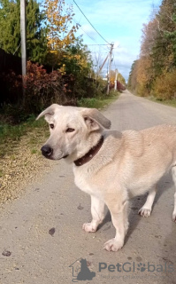 Zusätzliche Fotos: Metis Corgi, ein sehr rührender und freundlicher Teenager-Hund