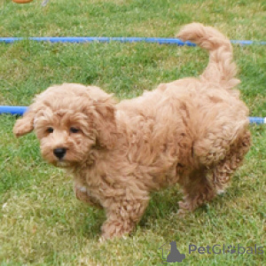 Foto №1. golden retriever - zum Verkauf in der Stadt Düsseldorf | 600€ | Ankündigung № 172794