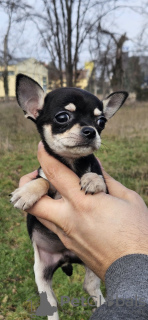 Foto №4. Ich werde verkaufen chihuahua in der Stadt Belgrad.  - preis - verhandelt