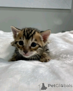 Foto №2 zu Ankündigung № 138915 zu verkaufen bengal katzenrasse - einkaufen Deutschland quotient 	ankündigung, züchter