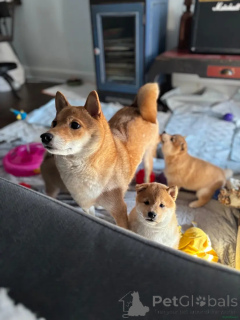 Foto №3. KC-registrierte Shiba Inu Welpen zum Verkauf kontaktieren Sie mich per WhatsApp. Deutschland