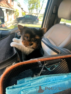 Foto №3. Teacup Yorkies zur Adoption erhältlich. USA