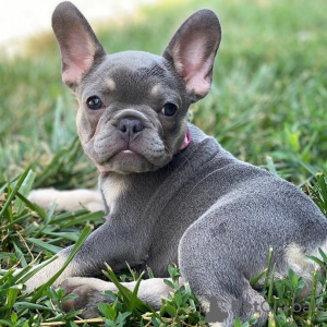 Foto №1. französische bulldogge - zum Verkauf in der Stadt Гамбург | 250€ | Ankündigung № 124486