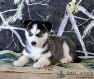 Foto №2 zu Ankündigung № 45897 zu verkaufen siberian husky - einkaufen USA 