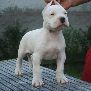 Foto №2 zu Ankündigung № 135792 zu verkaufen dogo argentino - einkaufen Deutschland 