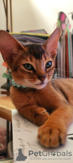 Foto №3. Club Abessinier-Kätzchen. Lettland