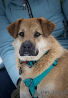 Foto №4. Ich werde verkaufen mischlingshund in der Stadt Москва.  - preis - Frei