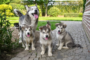 Foto №1. alaskan malamute - zum Verkauf in der Stadt Zelb | 450€ | Ankündigung № 169407